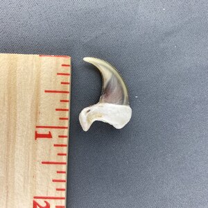 Cougar Claw