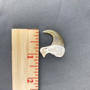Cougar Claw