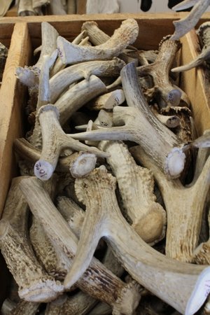 Deer Antler Knife Handles (Please read description)