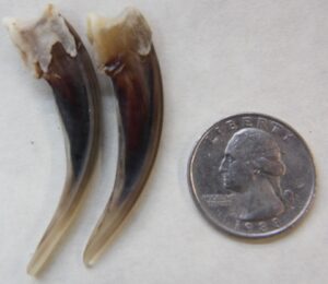 Badger Claw
