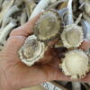 Deer Antler Knife Handles (Please read description)