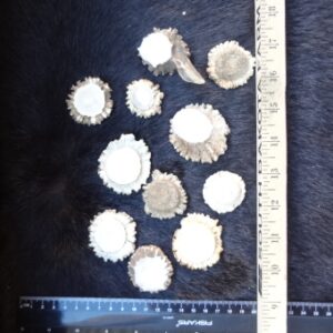 Deer Antler Rosette