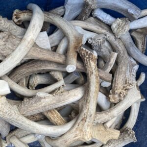 Wholesale Antler Dog Chew