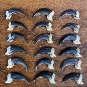Wolf Claw