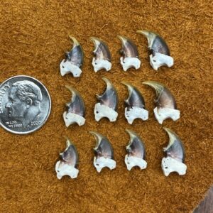 Otter Claw