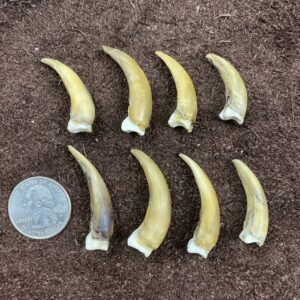 Turtle Claw
