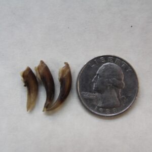 Beaver Claw