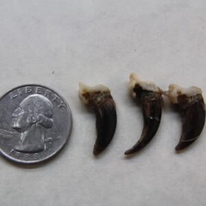 Coyote Claw