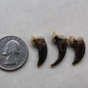 Fox Claw