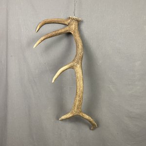 Elk Antler #5