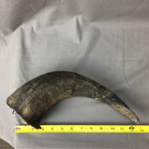 Buffalo Horn