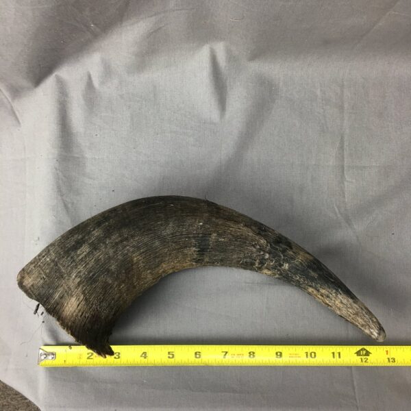 Buffalo Horn