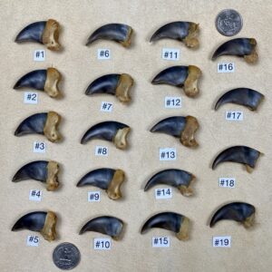 Grizzly Bear Claw
