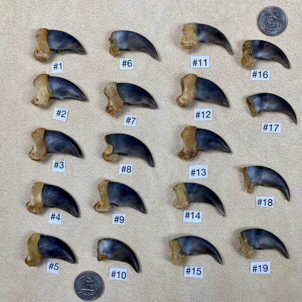 Grizzly Bear Claw (Rear)