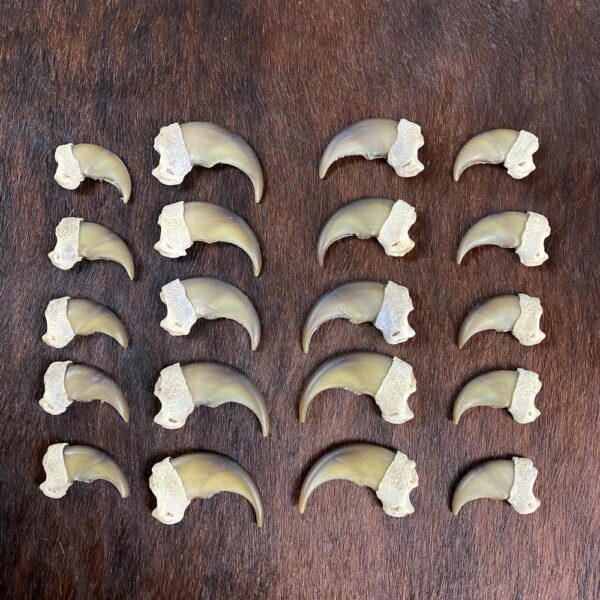 Black Bear Claw Set