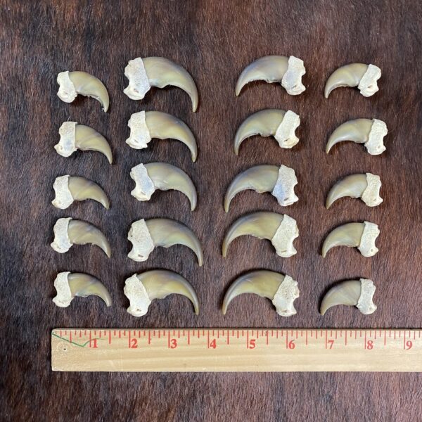 Black Bear Claw Set