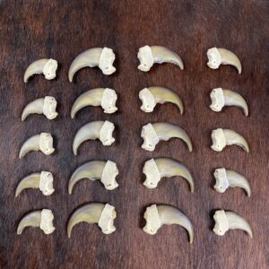 Black Bear Claw Set