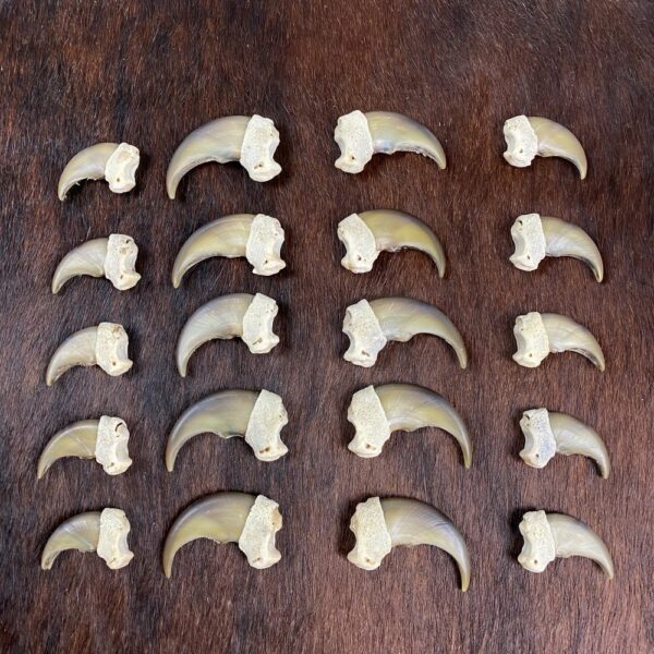 Black Bear Claw Set