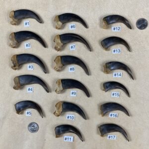 Grizzly Bear Claw (Front)