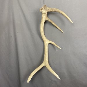 IMG_9235 Elk Antler #4