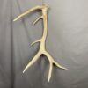 Elk Antler #2