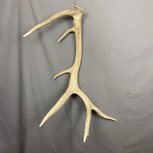 Elk Antler #2
