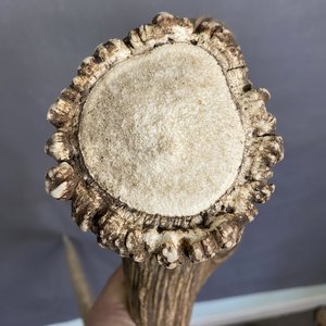 Elk Antler #2
