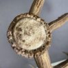 Elk Antler #26