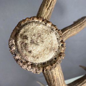 Elk Antler #26