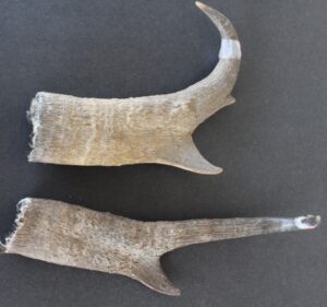 Antelope Horn