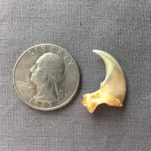 Lynx Claw