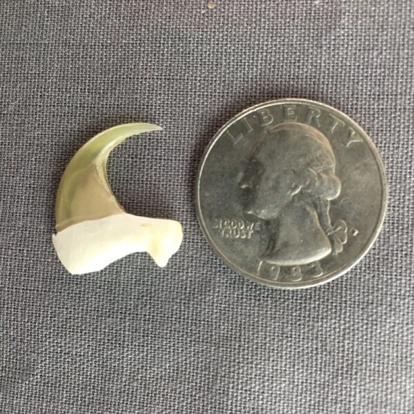 fullsizeoutput_91f Bobcat Claw