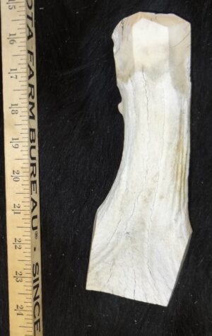 Moose Antler Billet