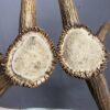 Elk Antler Set SQ7578