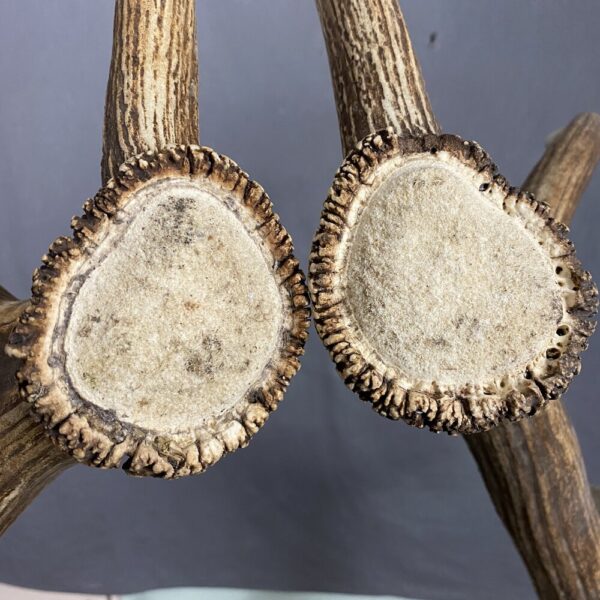 05BC6E3F-3B11-42CD-92E2-0C2CE5EBE0A4_1_201_a Elk Antler Set SQ7578