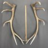Elk Antler Set SQ7578