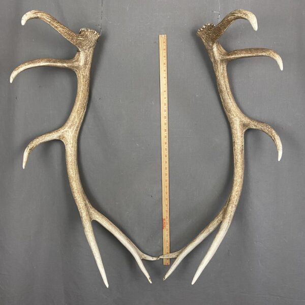 2391DFC4-BFF1-4E7D-9344-EC8362BB1863 Elk Antler Set SQ7578