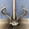 Whitetail Rack SQ7846