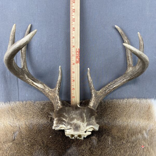 AB60CFB8-DA41-41ED-8AD4-55CF0854D206 Whitetail Rack SQ7846
