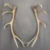 Elk Antler Set SQ7578