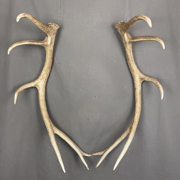 B7F90508-A410-4403-AA18-5913D3620A95 Elk Antler Set SQ7578