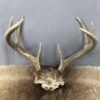 Whitetail Rack SQ7846