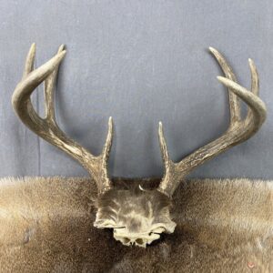 Whitetail Rack SQ7846