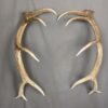 Elk Antler Set SQ7578
