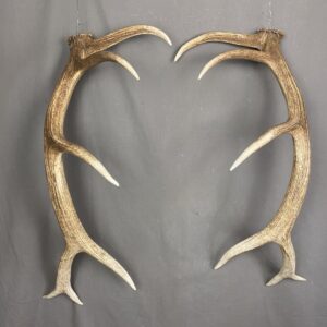Elk Antler Set SQ7578