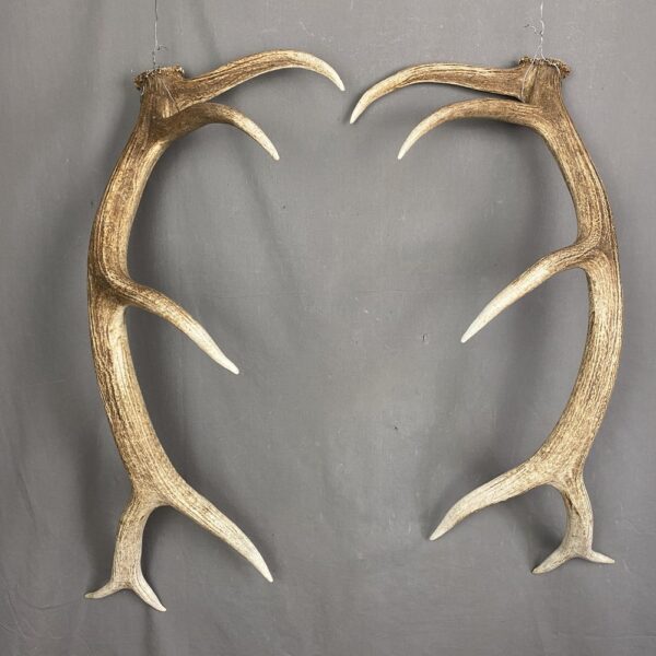 C904C19E-87A0-4852-8648-439B8D359B6B Elk Antler Set SQ7578