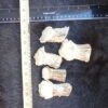 Deer Antler Drawer pulls