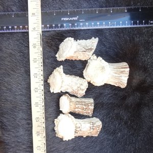 Deer Antler Drawer pulls