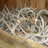 Deer Antler