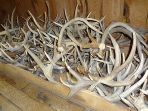 DSC01795 Deer Antler